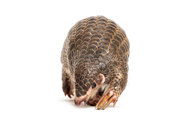 ten months old pangopup, Chinese pangolins, Manis pentadactyla, isolated on white