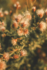 Golden hour sunlight illuminating thistle plants by a riverside, creating a warm and serene nature scene