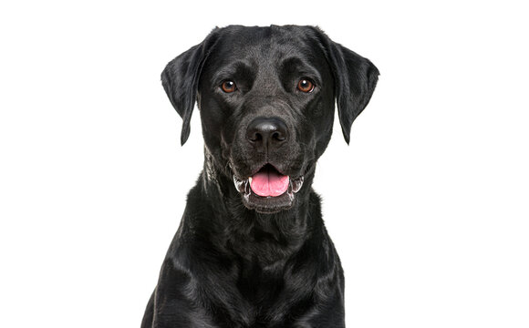 Close-up of a Happy panting black Labrador dog looking at the camera, Isolated on white, Remastered