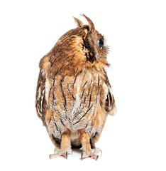Profile of a Tropical screech owl, Megascops choliba, isolated on white