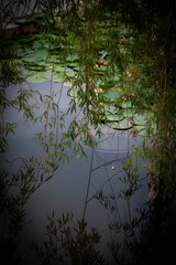 Landscape view from little lake in Bulgaria, Borovo oko, city Targovishe