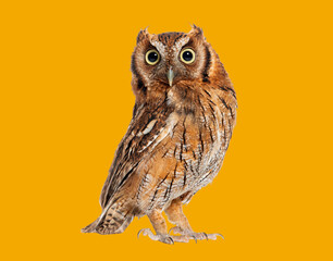 Tropical screech owl, Megascops choliba, looking at the camera, isolated on orange