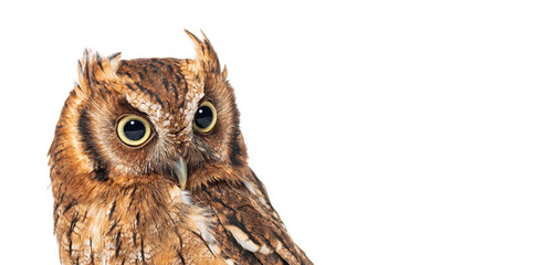 Tropical screech owl looking down, Megascops choliba, isolated on white
