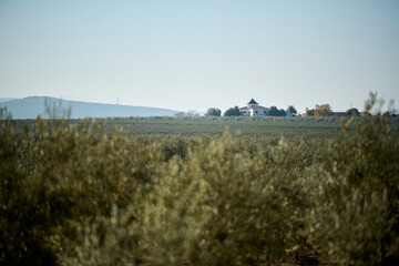 White House and rows of olive trees in Spain