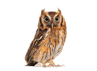 Tropical screech owl, Megascops choliba, looking at the camera, isolated on white