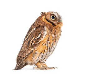 Side view of a Tropical screech owl, Megascops choliba, looking up isolated on white