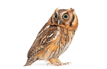 Profile of a Tropical screech owl, Megascops choliba, looking back,isolated on white