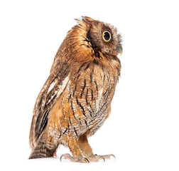 Side view of a Tropical screech owl, Megascops choliba, isolated on white