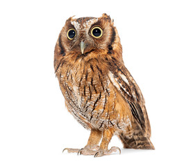 A detailed portrait of a tropical screech owl standing isolated on white background