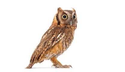 Side view of a Tropical screech owl, Megascops choliba, isolated on white