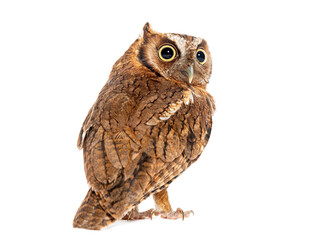 Naklejka premium Back view of a Tropical screech owl, Megascops choliba, looking back, isolated on white