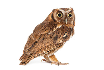 Portrait profile of a Tropical screech owl, Megascops choliba, isolated on white