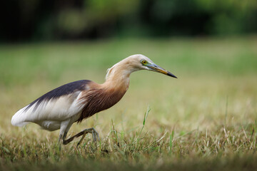 Javan Pond Heron, Ardeola speciosa, stalking prey slowly on green grass field in forest park after rain, a wading bird of the heron family, found in shallow fresh and salt-water wetlands in Southeast