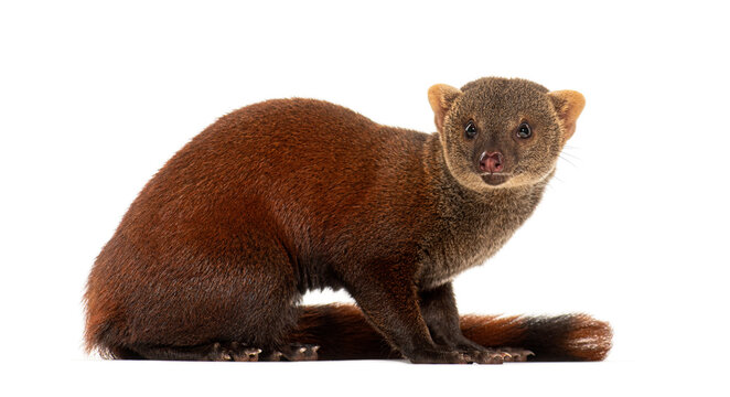 Ring-tailed vontsira or ring-tailed mongoos, Galidia elegans, isolated on white