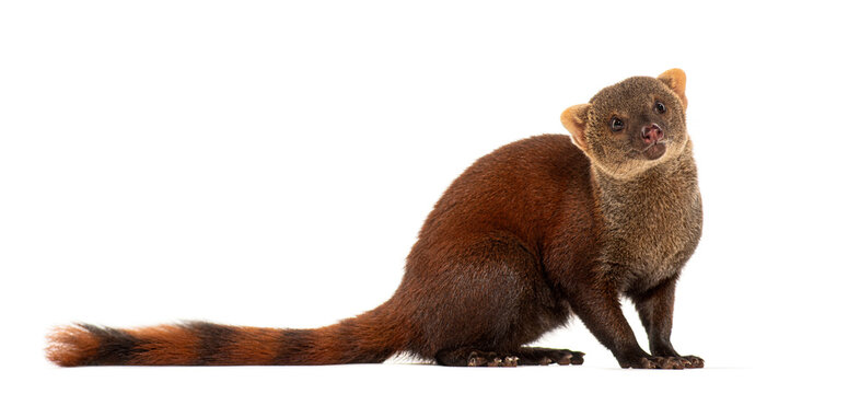 Ring-tailed vontsira or ring-tailed mongoos, Galidia elegans, isolated on white