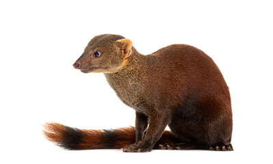Ring-tailed vontsira or ring-tailed mongoos, Galidia elegans, isolated on white