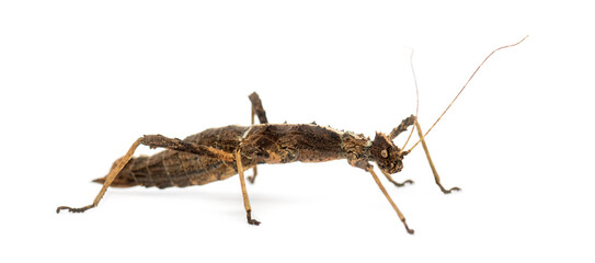 Male Philippine stick insect, Sungaya inexpectata, isolated on white