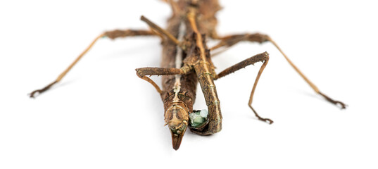 Close up on male and female Philippine stick insect copulating, Sungaya inexpectata, isolated on...