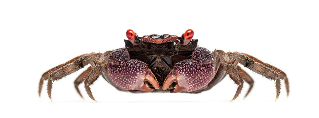 Red eyed Male Java vampire crab, Geosesarma tiomanicum, isolated on white