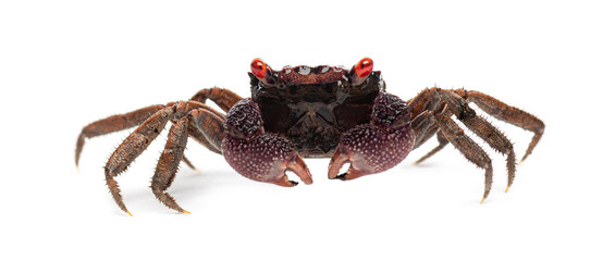 Red eyed Male Java vampire crab, Geosesarma tiomanicum, isolated on white