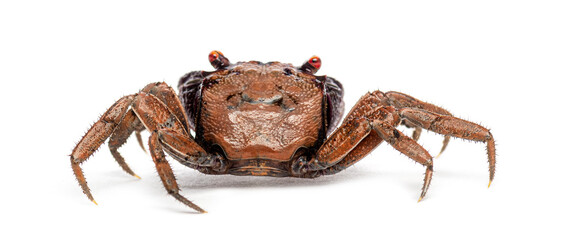 Rear view of a Male Java vampire crab, Geosesarma tiomanicum, walking on a white background