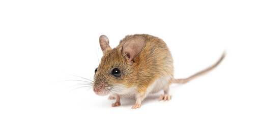 Spinifex hopping mouse, Notomys alexis, standing on a white background