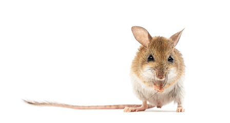 Spinifex hopping mouse, Notomys alexis, washing its muzzle with its paws