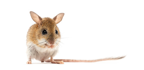 Spinifex hopping mouse, Notomys alexis, washing its muzzle with its paws, isolated on white