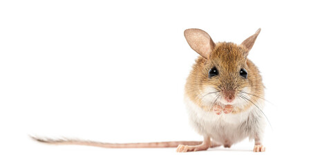 Spinifex hopping mouse, Notomys alexis, washing its muzzle with its paws