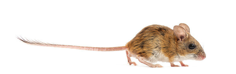 Wood mouse walking and sniffing on white background