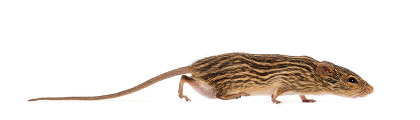 Barbary striped grass mouse, Lemniscomys barbarus, walking and sniffing the air