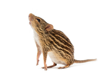 Barbary striped grass mouse, Lemniscomys barbarus, standing on hind legs looking up
