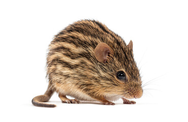 Barbary striped grass mouse, Lemniscomys barbarus, standing on a white background
