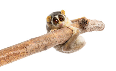 Gray slender loris, Loris lydekkerianus, carefully balancing on a branch, its large eyes gazing intently