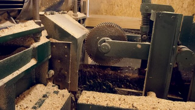 Logs moving on conveyer transporter to cutting machine at woodworking plant. Timber processing and woodworking industry. Working process sawing wood boards on saw-mill factory in cut workshop.