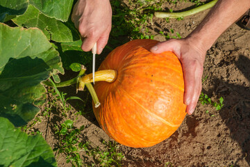 Male farmer cutting orange pumpkin in the vegetable garden. Agriculture and horticulture concept.