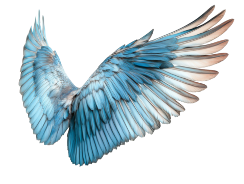 Majestic blue wings of a bird in mid-flight display elegance, transparent