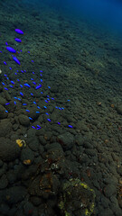 Fish in intense blue colors at the black volcanic sea bottom. From a scuba dive in Bali, Indonesia, Asia.