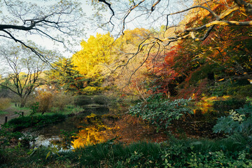 小石川植物園の美しい庭園