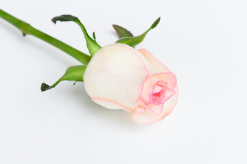 beautiful pink rose flower isolated on white background, valentine day