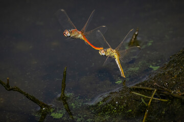 Dragonflies mating flying over a lagoon.