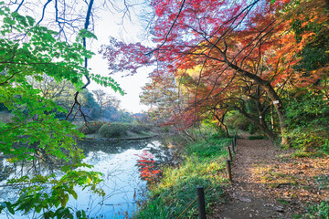 Fototapeta premium 小石川植物園の美しい庭園