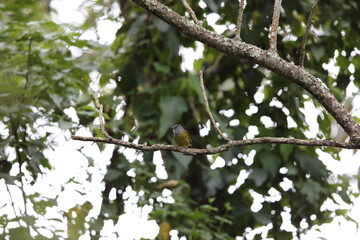 Eastern Mountain Greenbul (Arizelocichla nigriceps)  in Nyungwe National Park, Rwanda