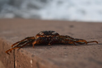 A crab on the rock in the beach