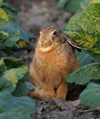 HARE BABY WILDLIFE