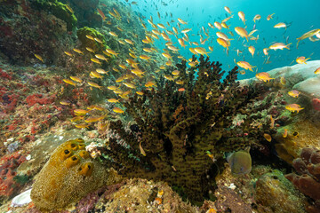 Reef scenic with green tubastrae and Anthiases, Pseudanthias squamipinnis, and moray eel, Gymnothorax javanicus Raja Ampat Indonesia