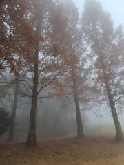 fog in the forest