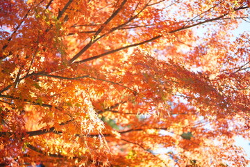紅葉