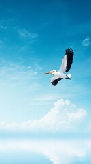 Fototapeta premium A majestic bird soaring gracefully through a bright blue sky with fluffy clouds. Perfect for nature and wildlife themes.