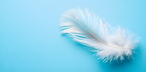 Fototapeta premium White fluffy bird feather on sky blue background